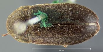 Media type: image;   Entomology 6862 Aspect: habitus dorsal view